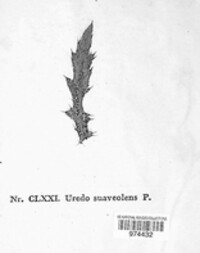 Puccinia suaveolens image